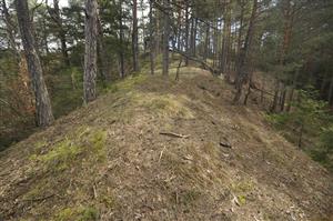 Lesnatý hrebienok s ojedinelým výskytom Pulsatilla