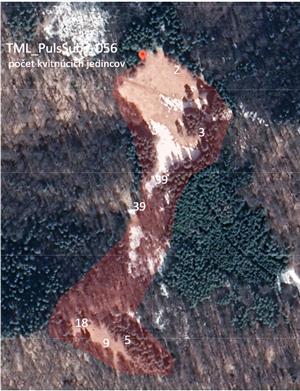 Mapka TML_PulsSubs_056 s vyznačením miesta výskytu a počtu kvitnúcich jedincov