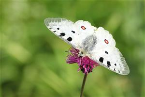 Foto cieľového druhu