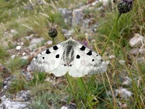 ParnApol_008_2024_06.28.