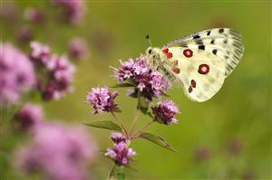 Foto pozorovaného druhu
