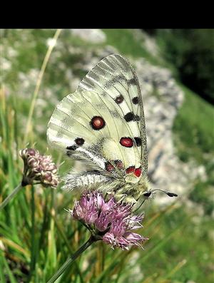 Foto cieľového druhu