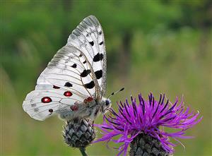 Foto cieľového druhu