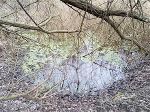 Mitická slatina - vodná plocha bez znášok - ďalšia