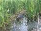 potápnik dvojčiarový (23.5.2014)