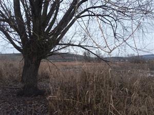 Pohľad na časť TML Kamenica nad Hronom, brehy VN Bajtava a mokraďné biotopy. Foto: 11.12.2024, J.Lengyel.