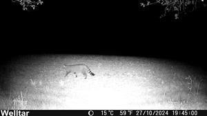 Felis silvestris, 27.10.2024, TML Kamenica nad Hronom, časť Ipeľská pahorkatina, agátová remízka s biopásom, k.ú. Kamenica nad Hronom. Fotopasca: J.Lengyel.
