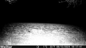 Felis silvestris, 8.12.2024, TML Kamenica nad Hronom, K.ú. Kamenica nad Hronom, časť agátová remízka s biopásom (Ipeľská pahorkatina), fotopasca: J.Lengyel.