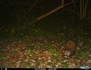 Mustela putorius, TML Kamenica nad Hronom. Časť VN Bajtava. Severné brehové porasty. 31.10.2024. Fotopasca: J.Lengyel.