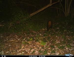 Mustela putorius, 8.11.2024, TML Kamenica nad hronom. Časť VN Bajtava, severné brehové porasty. Fotopasca: J.Lengyel.