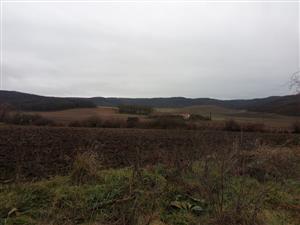 TML Salka, časť Ipeľská pahorkatina. Okraje dubovo-agátových lesov. Časť Benczek. Foto: 11.12.2024, J.Lengyel. Biotop C.aureus.