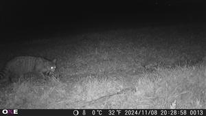 Mačka divá (Felis silvestris), TML Maňa, H.Gedra. Okraj agátovej aleje a poľa medzi Manian. potokom a krížom. Neďaleko je gedriansky les. 8.11.2024. Fotopasca: J.Lengyel.