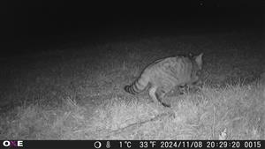Mačka divá (Felis silvestris), TML Maňa, H.Gedra. Okraj agátovej aleje a poľa medzi Manian. potokom a krížom. Neďaleko je gedriansky les. 8.11.2024. Fotopasca: J.Lengyel.