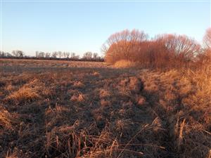 Pohľad na časť TML Zemné, mokraďný meander a úhorové plochy, Zemné pri Komočskom kanály. Foto: 21.12.2024, J.Lengyel.