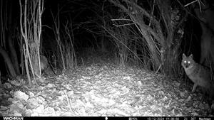 Canis aureus, v poradí prvé dva jedince z trojčlennej svorky, 10.12.2024, TML Zemné, časť Palárikovský potok. Fotopasca: J.Lengyel.