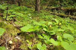 Cypripedium calceolus v poraste smrečiny