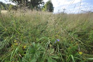 Campanula serrata v nekosenom poraste horskej lúky