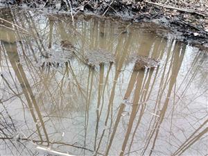 Jelšie - Rana temporaria