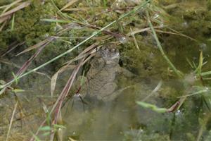 Jelšie - Bombina variegata