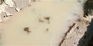 Jelšie - Bombina variegata