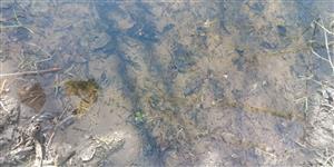 Chraste - Rana temporaria