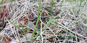 Chraste - Zootoca vivipara