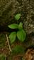 odkvitnutý jedinec Cypripedium calceolus v TML