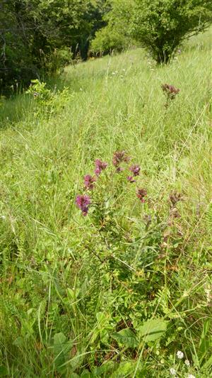 kvitnúci jedinec Echium russicum v TML