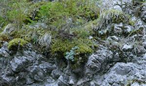 skalné spoločenstvo (fragment) na časti TMP