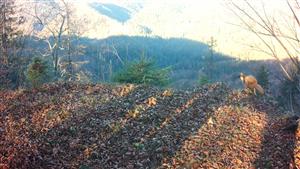 kuna lesná Geravy Cerová