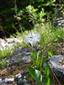 Dianthus praecox hojne v TML