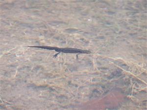 Triturus montandonii