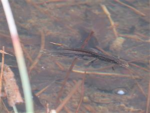 Triturus montandonii