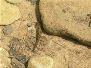 Salamandra salamandra