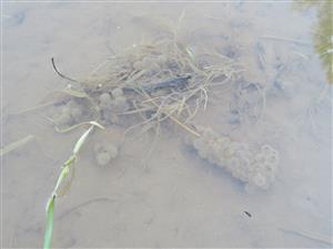 vajíčka kunky žltobruchej