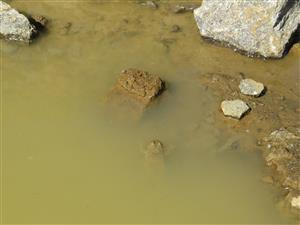 dospelá kunka žltobruchá