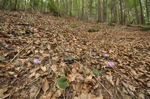 Lesný porast Fagetum nudum so sporadickým výskytom Cyclamen fatrense