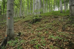 Kvetnatá jedľobučina - v tomto type lesa má Cyclamen fatrense menšie zastúpenie 
