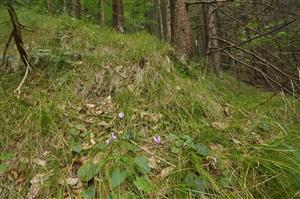 Vápnomilná bučina Ls5.4 s bohatším bylinným podrastom a s výskytom Cyclamen fatrense