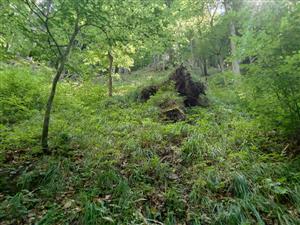 Kvetnatá bučina Ls5.1