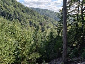 Celkový pohľad na lesné porasty TML