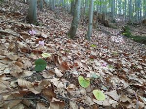 Fagetum nudum so sporadickým výskytom Cyclamen fatrense