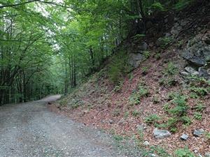 Lesný porast s Cyclamen fatrense v záreze lesnej cesty