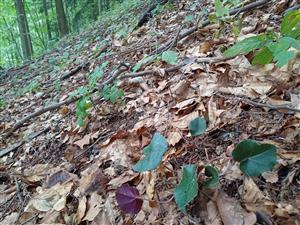 Sporadický výskyt Cyclamen fatrense v podraste bučiny