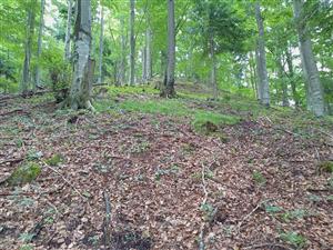 Biotop - bučina s výskytom Cyclamen fatrense