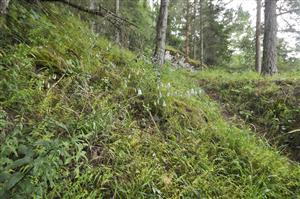 Adenophora liliifolia v poraste reliktnej boriny