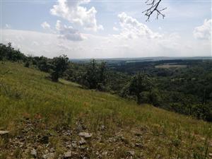 Celkový pohľad na lokalitu. Na lokalite nebol v roku 2024 počas monitoringu potvrdený kvitnúci jedinec.