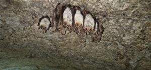 Agregácia Myotis blythii