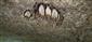 Agregácia Myotis blythii