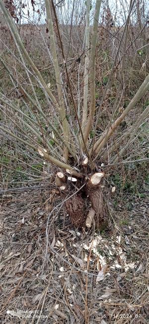 dokonané ohryzy na vŕbe bobrom na TML_CastFibe_060